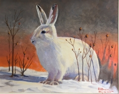 Snowshoe Rabbit